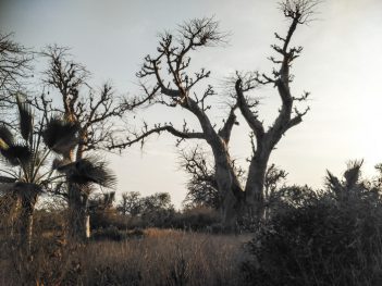 Baobaby 3.jpg